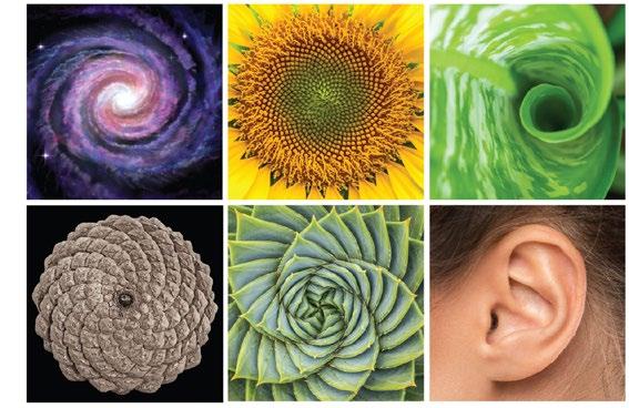 fibonacci, raportul de aur, adn, frecventa, vibratie, energie